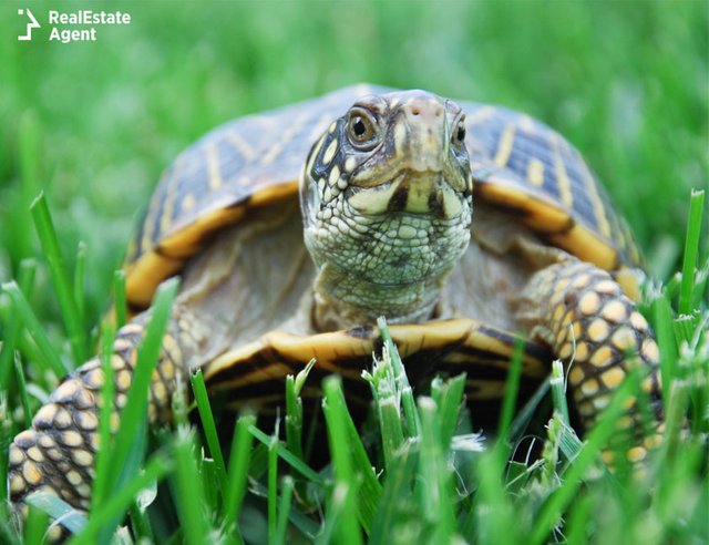 turtle-cool-pets-to-own.jpg