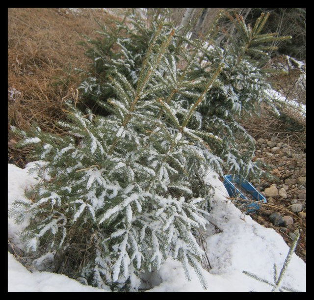 light covering of snow on young spruce by rock pile.JPG