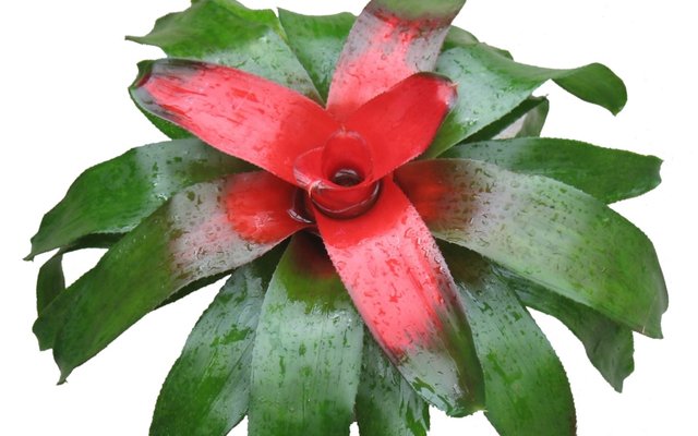 Bromelioidiae.jpg