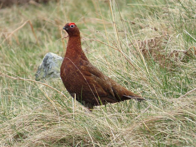 red grouse.jpg