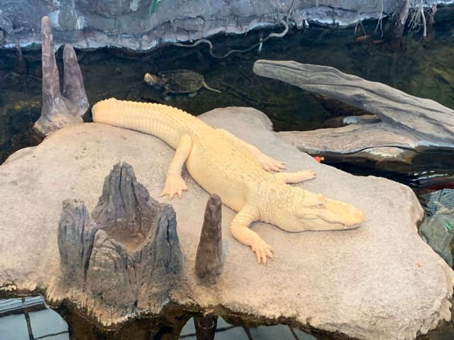 California Academy of Sciences47.jpg