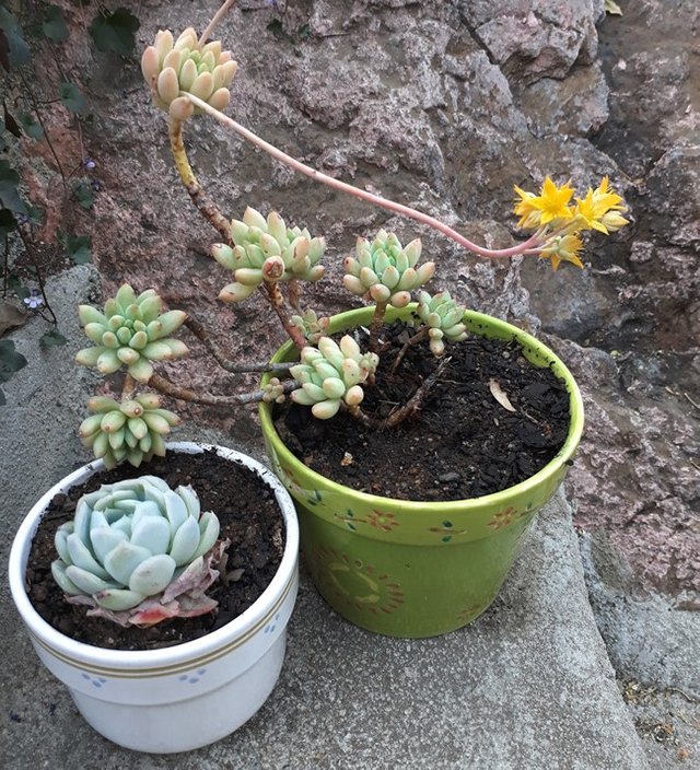 repotted.jpg