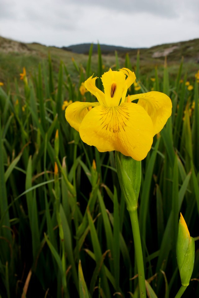 iris pseudacorus.jpg