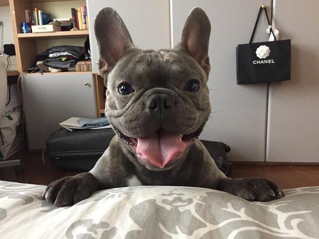 excited french bulldog