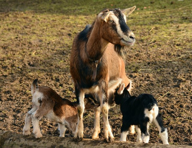 goats-2052731_1280.jpg