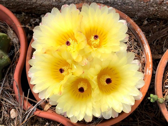depositphotos_379545600-stock-photo-beautiful-yellow-cactus-flower-garden.jpg