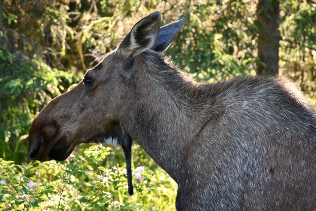 shasta2018nov5th47moosemonday7io.jpg