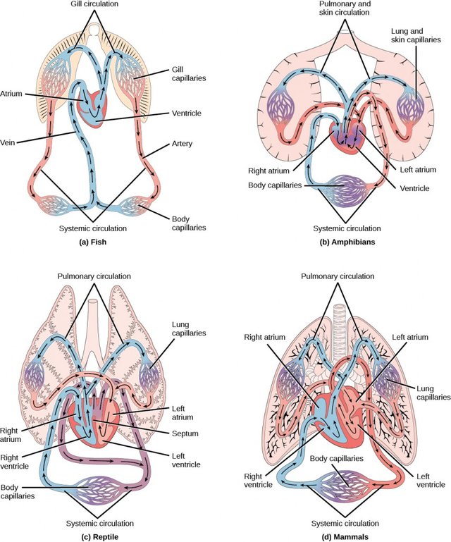 Figure_40_01_03abcd-852x1024-1.jpg