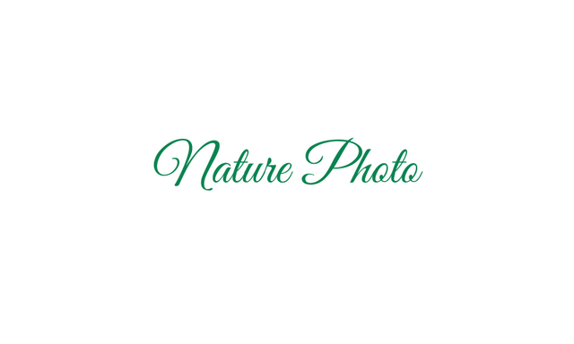NaturePhoto.png