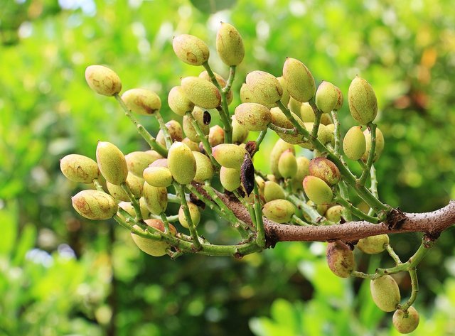 pistachios-1540123_1280.jpg