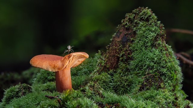 mushroom-6580503_1920.jpg