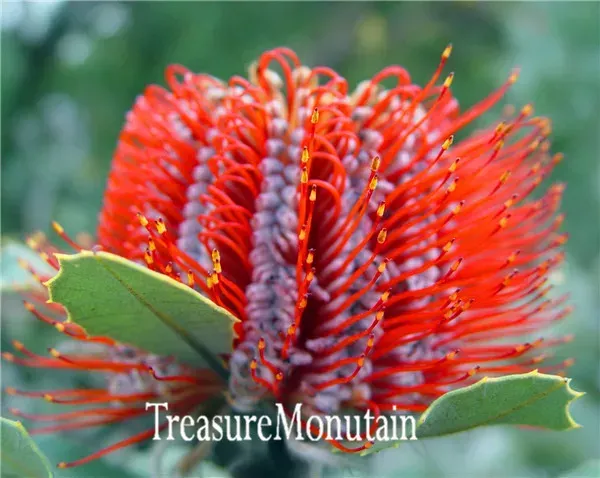 Banksia-coccinea-seeds-rare-flower-seeds-potted-seed-variety-complete-the-budding-rate-95-10-seeds.jpg_640x640q90.jpg_ (2).webp