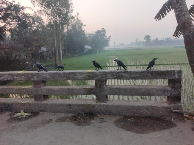 IMG20250214064318.jpg