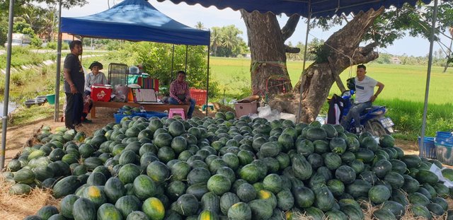 countryside of Thailand3.jpg