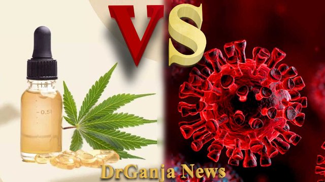 Cannabis VS Coronavirus.jpg