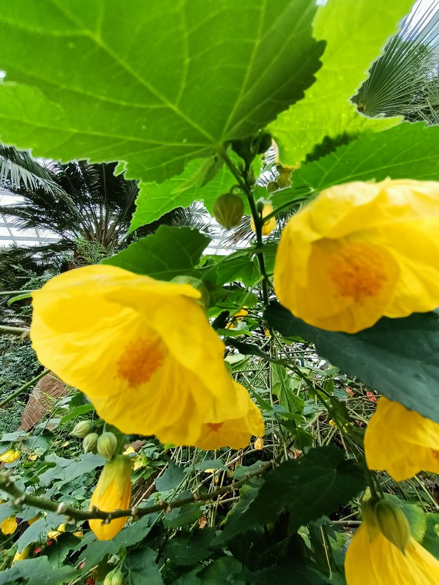 abutilon x hybridum 1.jpg