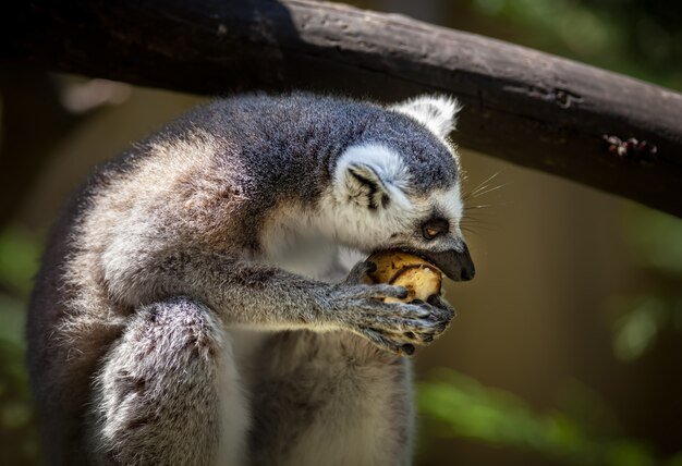 lemur-catta_173948-1478.jpg