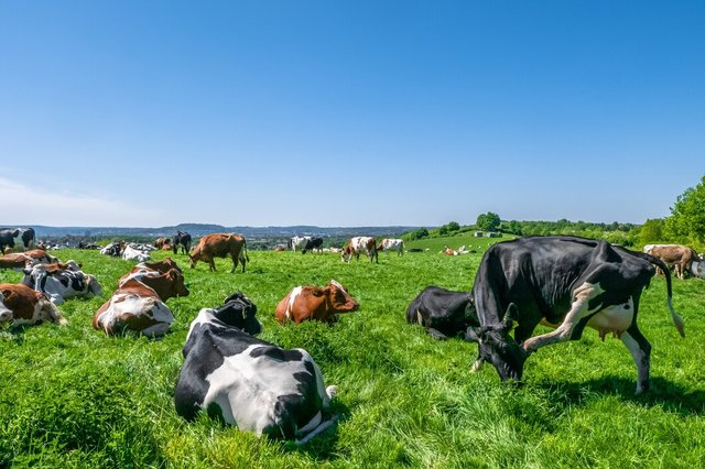 herd-cows-grazing-pasture-daytime_181624-28680.jpg