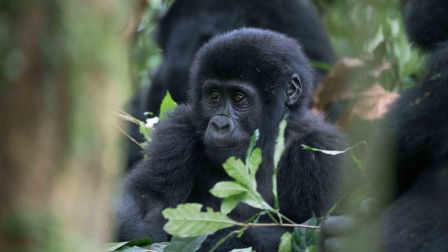 gorilla-trekking-uganda-safari-3.jpg