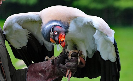 king-vulture-1682982__340.jpg