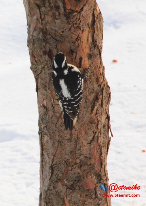 Hairy Woodpecker PFW0012.JPG