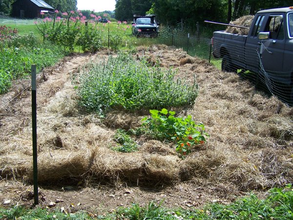 Big garden - 1st section mulched crop August 2019.jpg