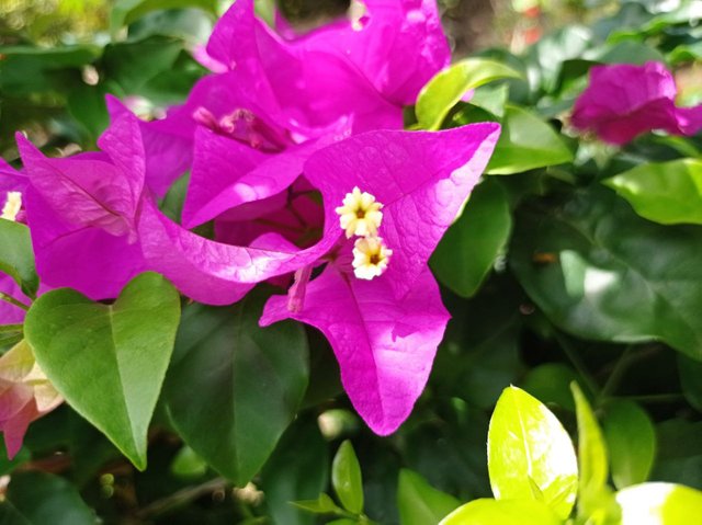 Bougainvillea spectabilis.jpg