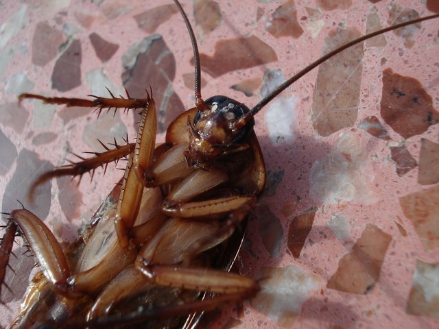 cockroach-15093_1920.jpg