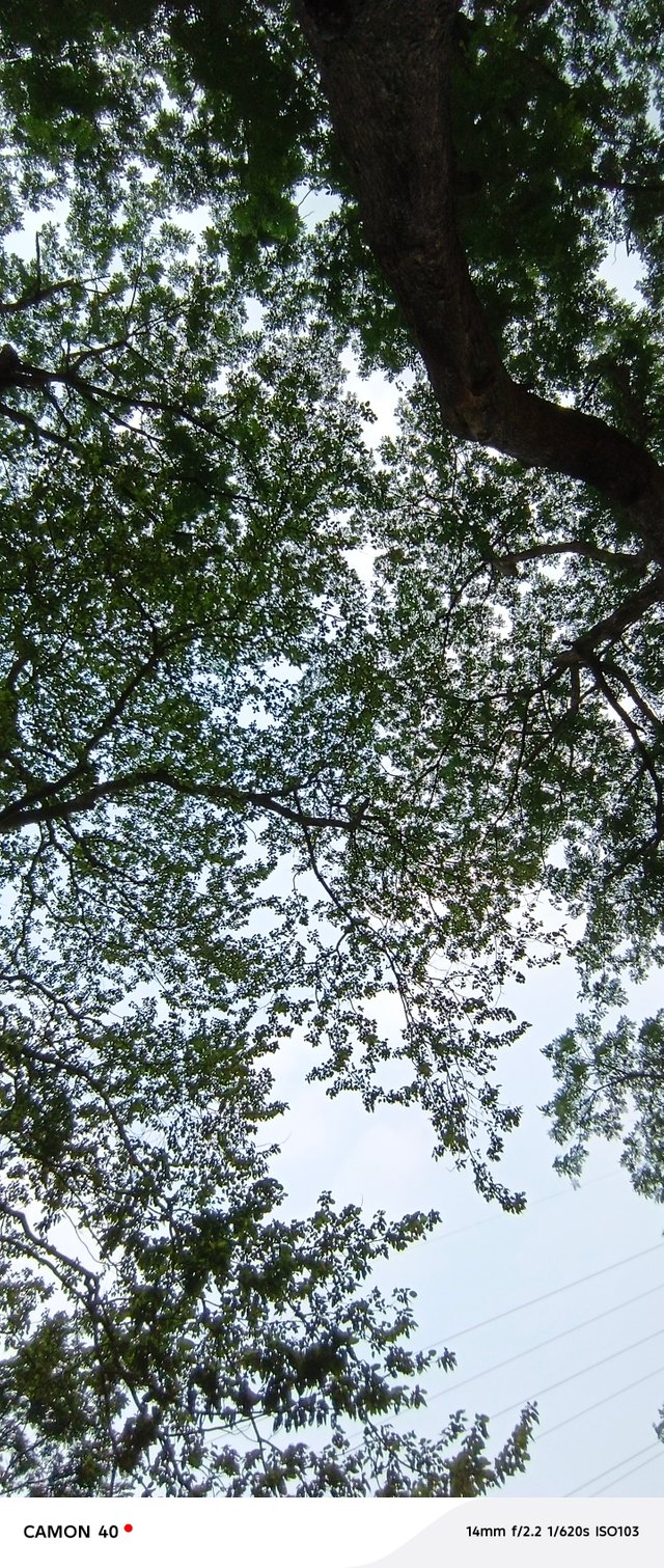 5266.jpg
