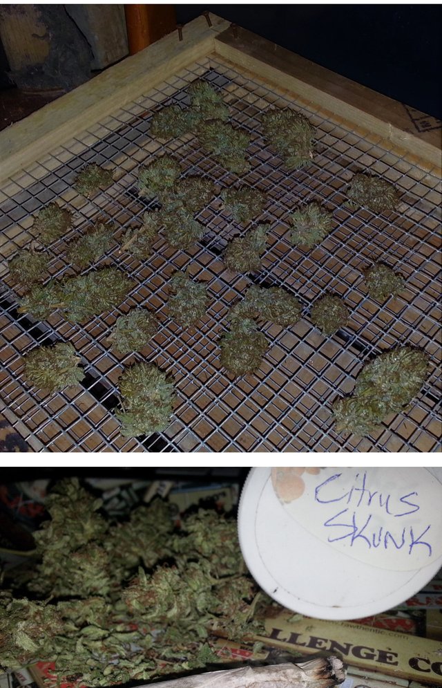 citrus_skunk_dry_cure1000.jpg