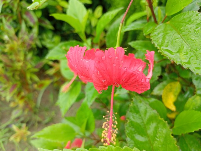 IMG20250724100400.jpg