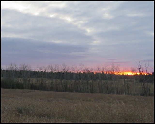 clouds becoming touched with pink and sun ablaze setting behind the spruce trees.JPG