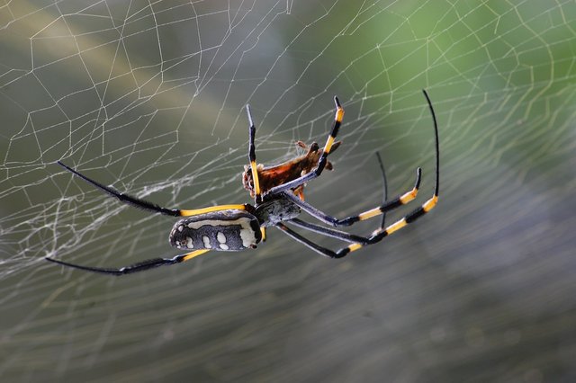 spider-281142_1280.jpg