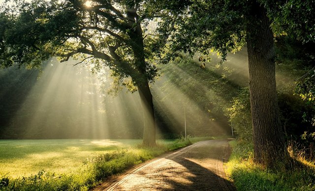 Parks_Trees_Rays_of_464953.jpg