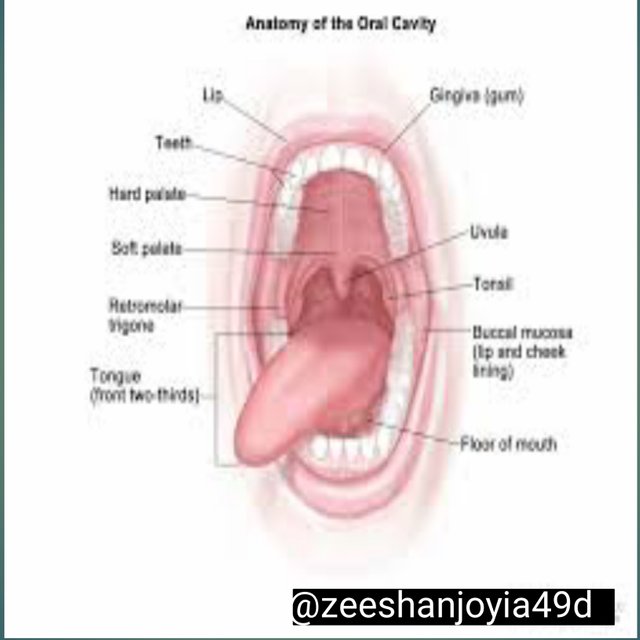 oral cavity biology.jpg