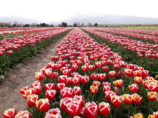 tulipanes2.jpg