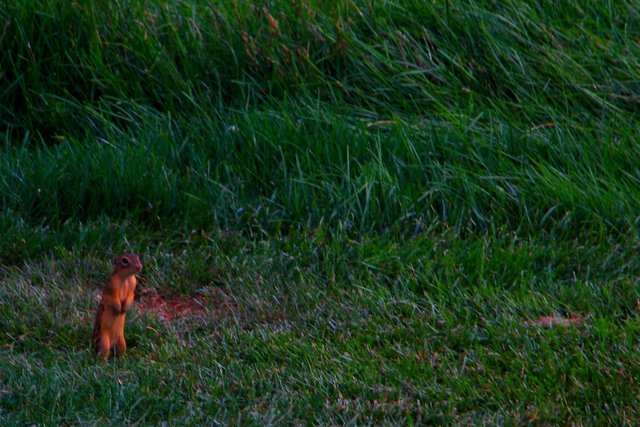 ground squirrel animal photography GS0001.JPG