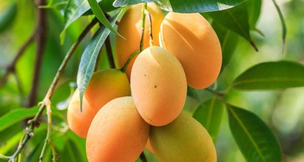 mango-bd-600x321.jpg