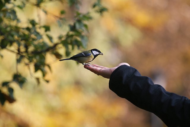 Bird_Care_002_s.jpg