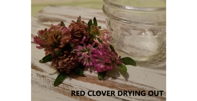 RED CLOVER DRYING.png