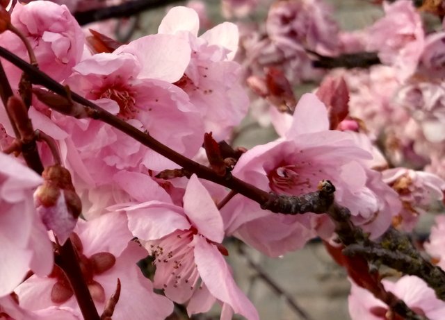 CT0311-CherryBlossoms2.jpg