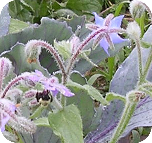 bee_in_the_borage_rounded.jpg