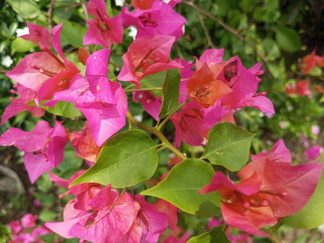 IMG_20250524_125812_321.jpg