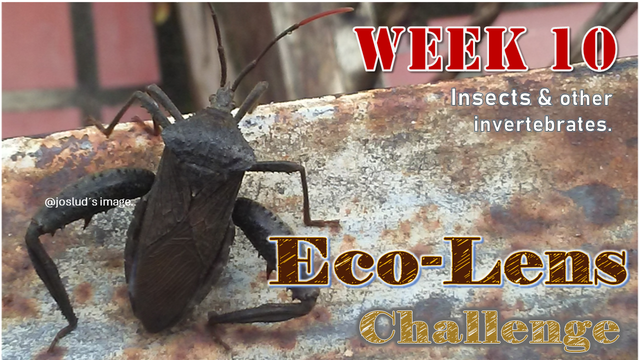 portada-semana10a.pn