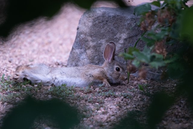 MikeBryantPhotography-BunnieFooFoo-2.jpg