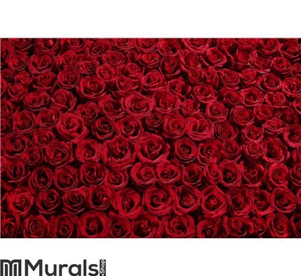 bed-of-roses-wall-mural.jpg