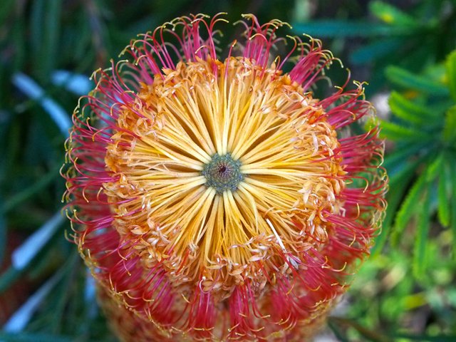 Banksia_2_websize.jpg