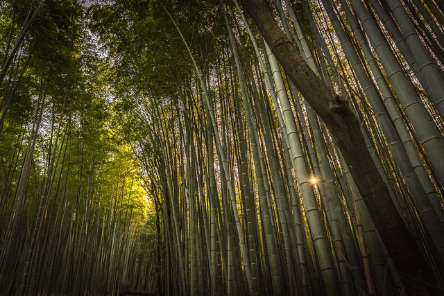 Kyoto Arashyiama bamboo forest sun rays-8.jpg