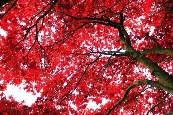 a-que-se-debe-color-rojo-de-las-hojas-de-arbol-en-otono-600x400.jpg
