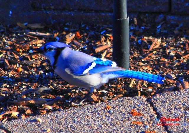 Blue Jay PFW0193.JPG